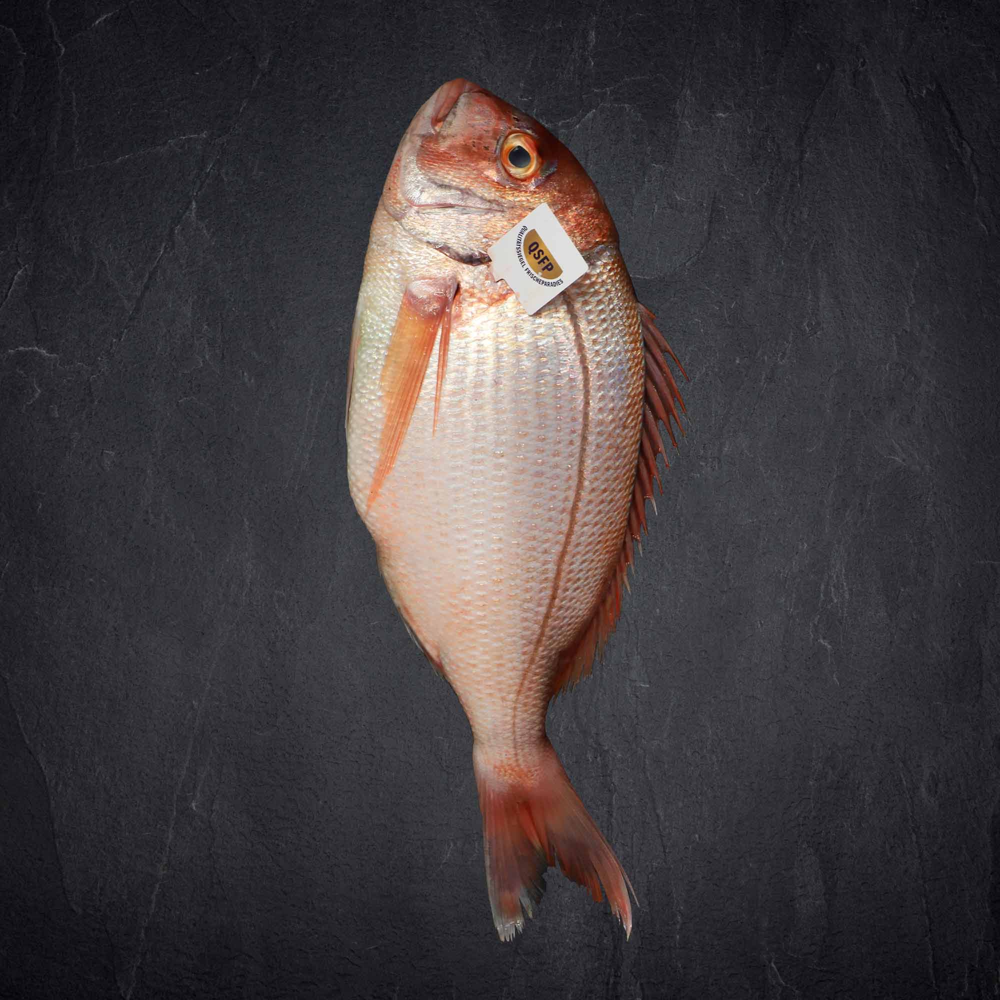 Qsfp rotbrasse Produktbild: Qsfp rotbrasse