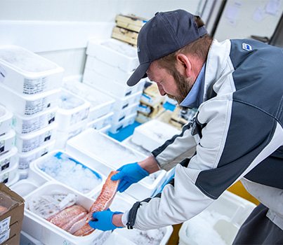 Mitarbeiter verpackt Fische im Frischelager Produktbild: Mitarbeiter verpackt Fische im Frischelager