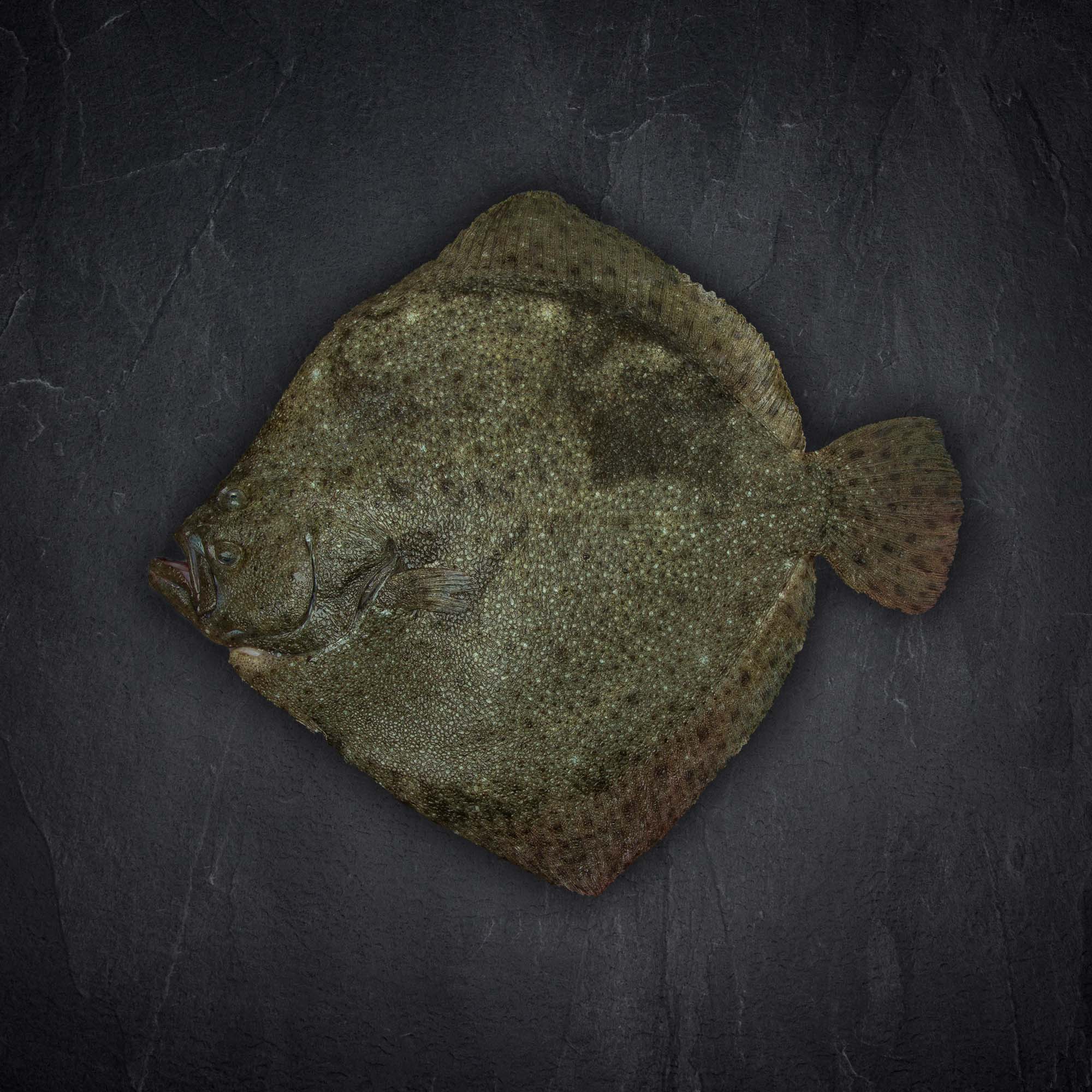 114448_steinbutt Produktbild: 114448_steinbutt