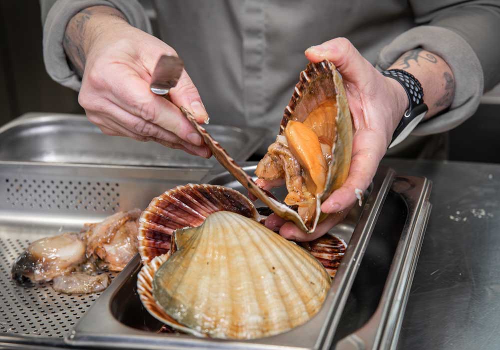 Muscheln, Schale, Meerestiere, Lebensmittel, Schalenöffnung