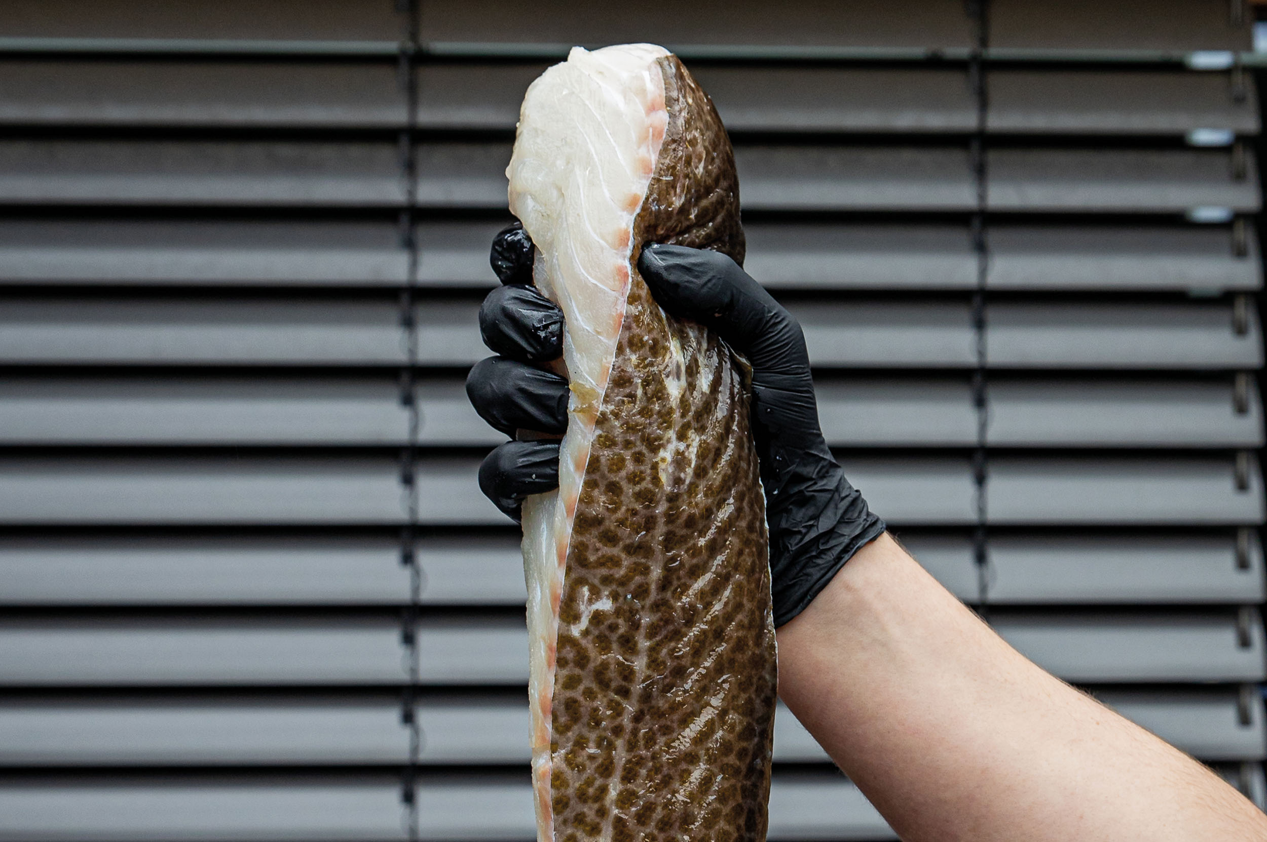 Skrei norwegen 2 Produktbild: Skrei norwegen 2