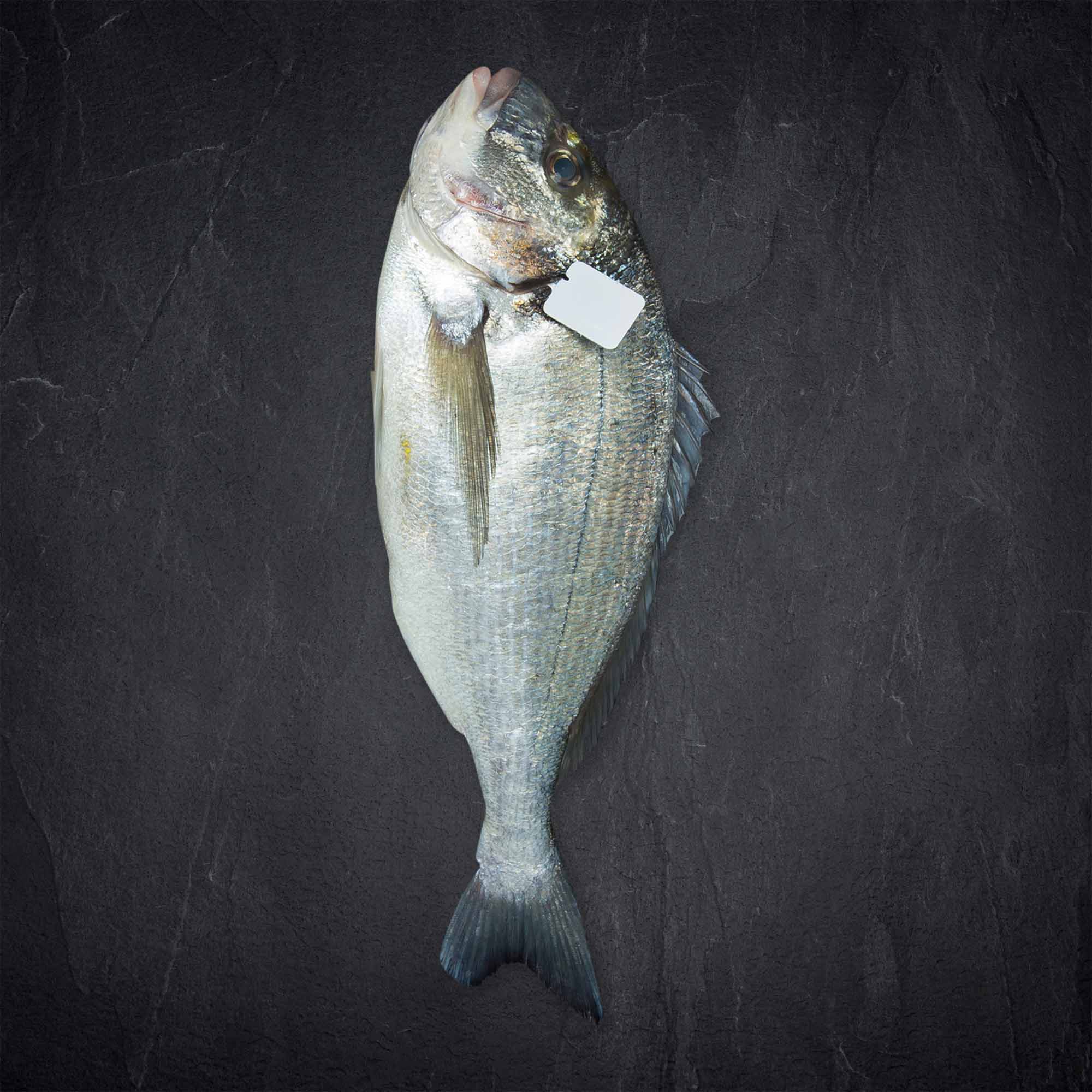 Produktbild: 506771_Fisch_QSFP_Cadiz_Dorade_Royale_0_8-1kg_AQ_ESP