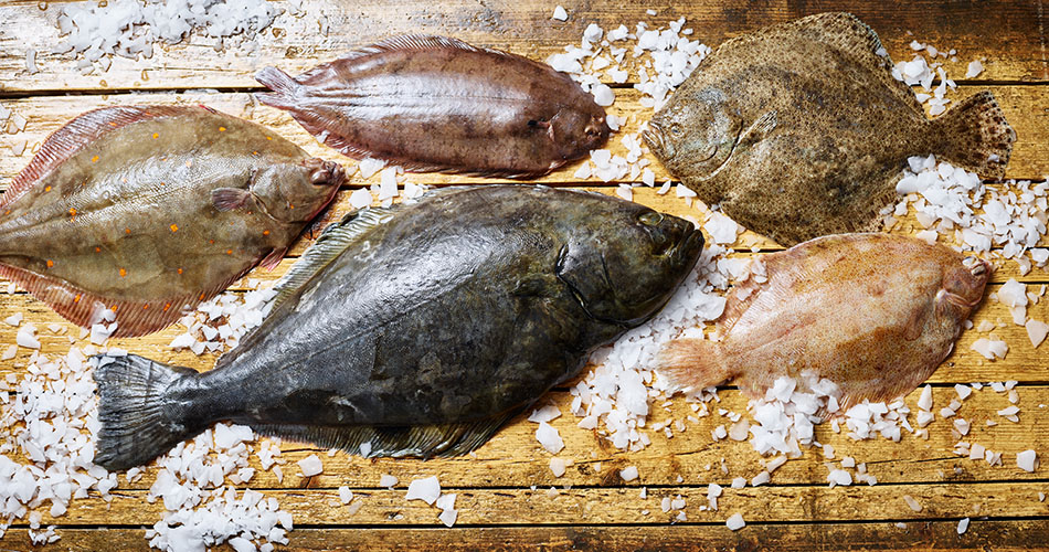 Kategorie Fisch Kategorie Fisch dargestellt mit Schollen und Heilbutt auf Eis