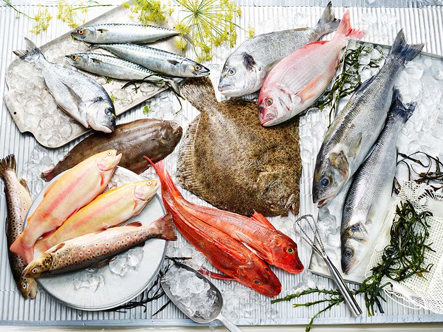 Die Premium Qsfp Fische. Knurrhahn, Dorade Rose, Dorade Royal, Wolfsbarsch, Seezunge, Steinbutt, Goldforelle und Saibling