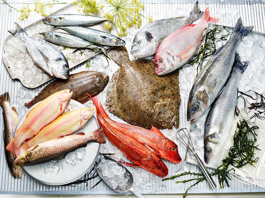 Kategorie Premium Fisch Verschiedene QSFP Fische wie Wolfsbarsch, Rose Dorade oder auch Knurrhahn als ganzes auf einem Tisch liegend