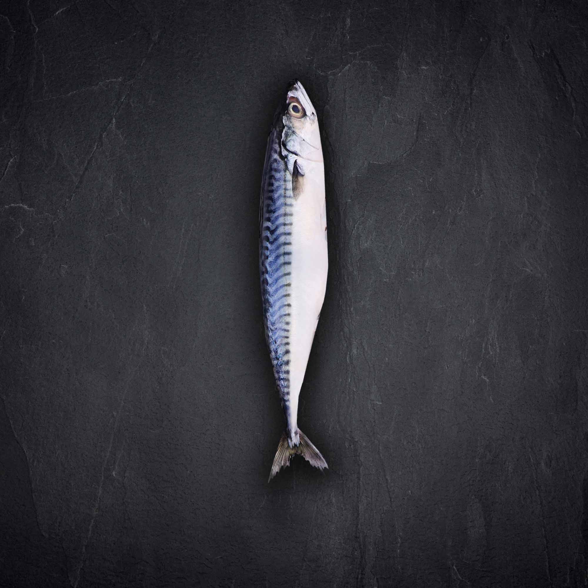 Fisch & Meeresfruechte Produktbilder Produktbild: Fisch & Meeresfruechte Produktbilder