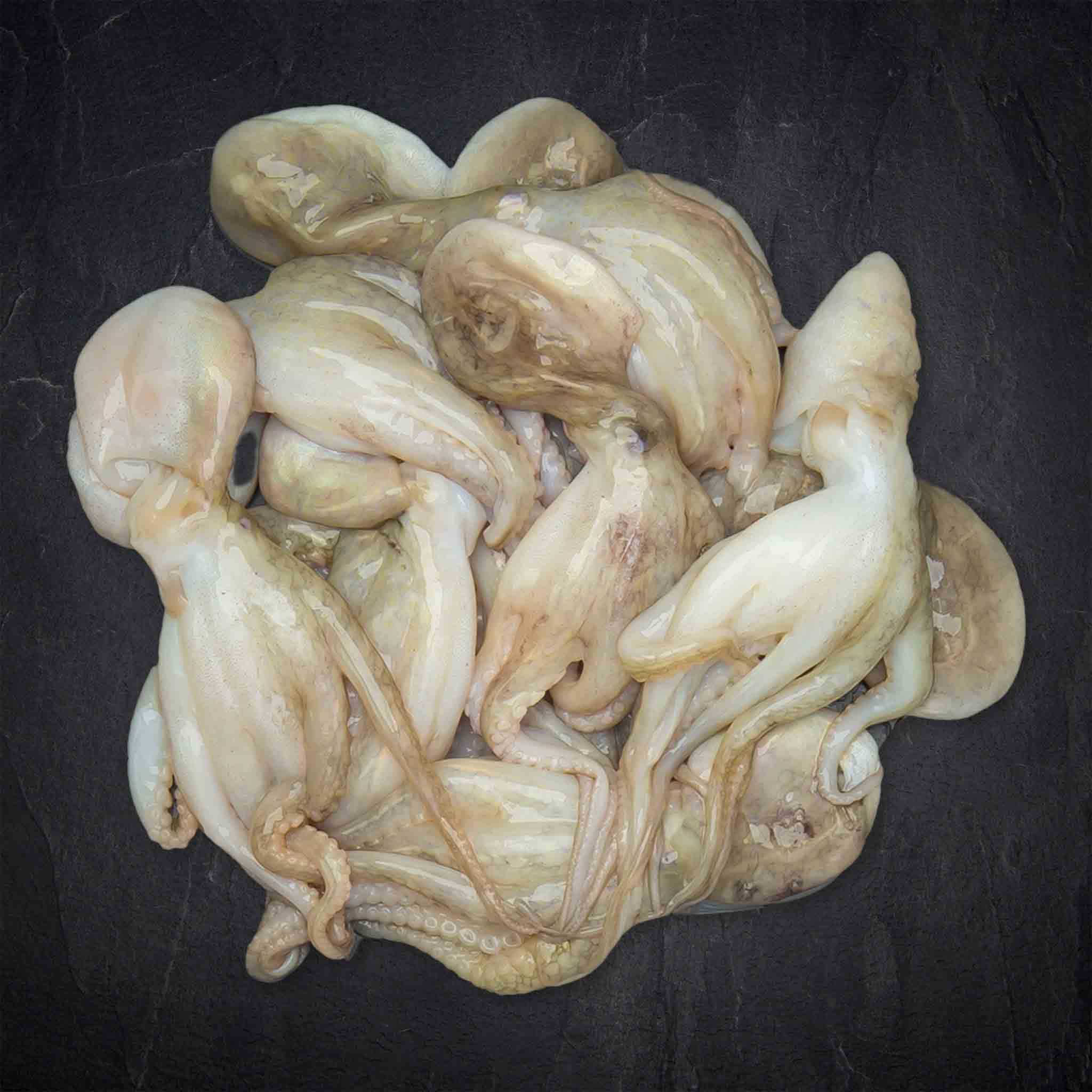 114165_Fisch_Pulpo_klein_Aufgetaut_Thailand_4_B2BFP Produktbild: 114165_Fisch_Pulpo_klein_Aufgetaut_Thailand