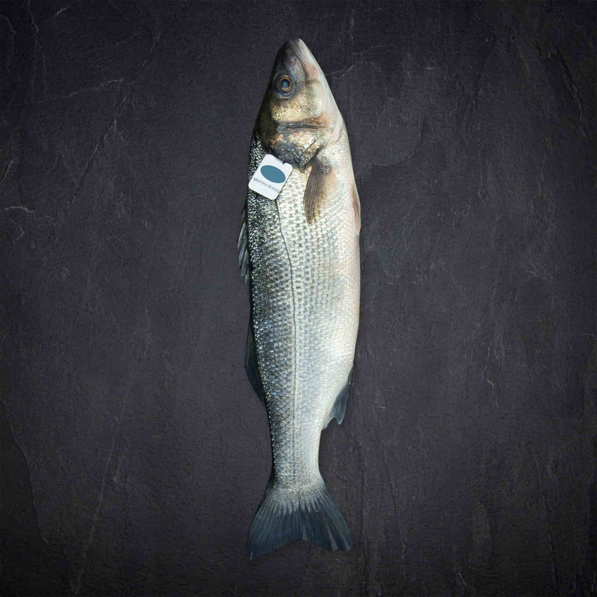 10851_Fisch_QSFP_Wolfsbarsch_1-1_5kg_AQ_ESP__2__B2BFP Produktbild: 10851_Fisch_QSFP_Wolfsbarsch_1-1_5kg_AQ_ESP