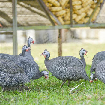 Perlhuhn mood Produktbild: Perlhuhn mood