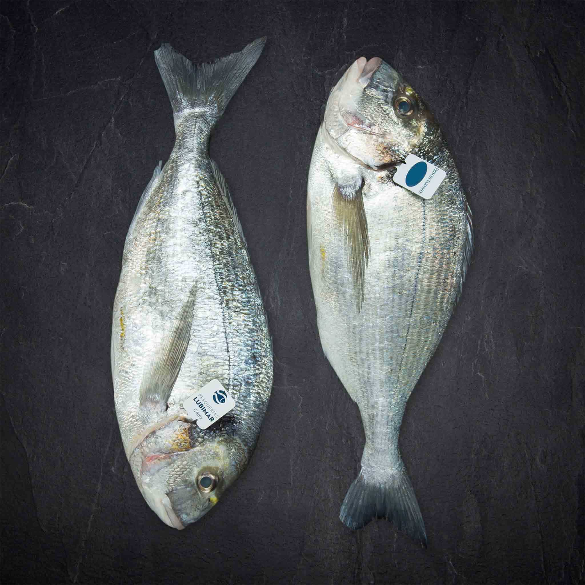 Produktbild: 506771_Fisch_QSFP_Cadiz_Dorade_Royale_0_8-1kg_AQ_ESP