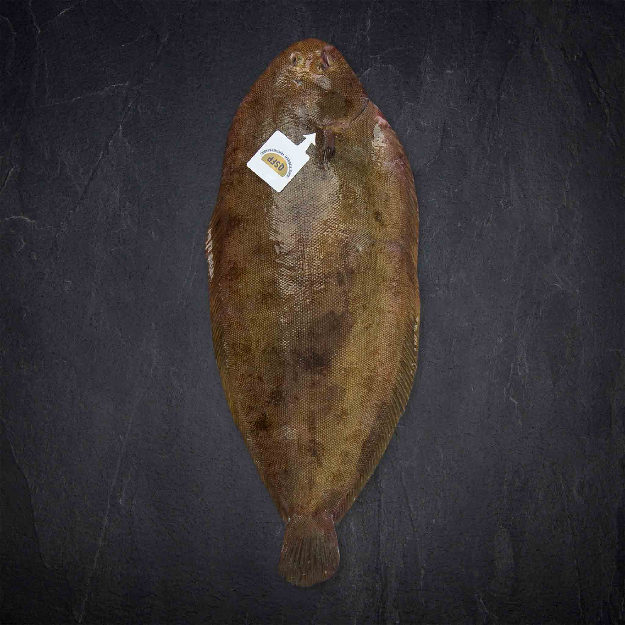 175064_606260_Fisch_QSFP_Seezunge_SoleaVulgaris_gefangen_Nordostatlantik__2__B2BFP Produktbild: 175064_606260_Fisch_QSFP_Seezunge_SoleaVulgaris_gefangen_Nordostatlantik