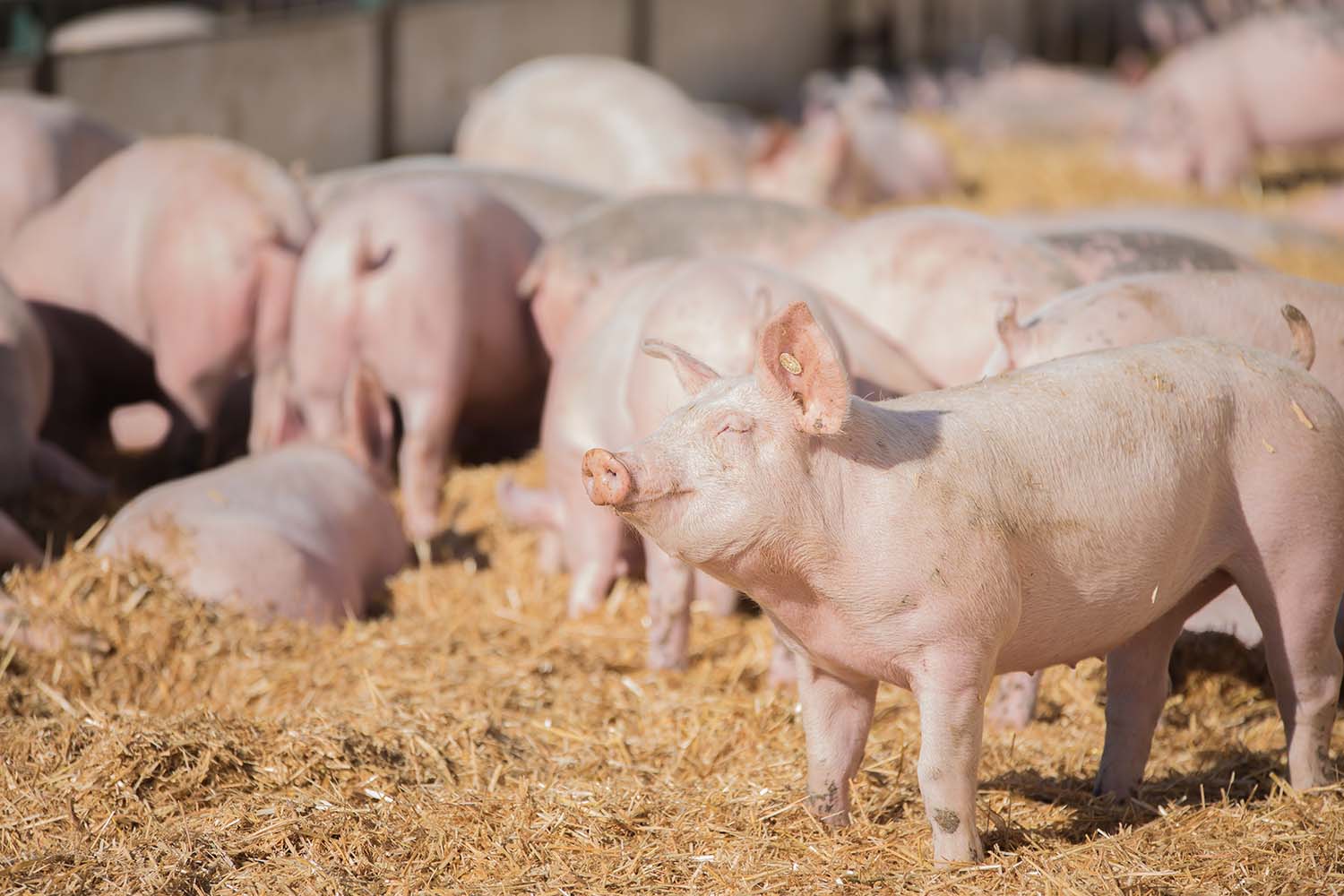 Duroc schwein mood Produktbild: Duroc schwein mood