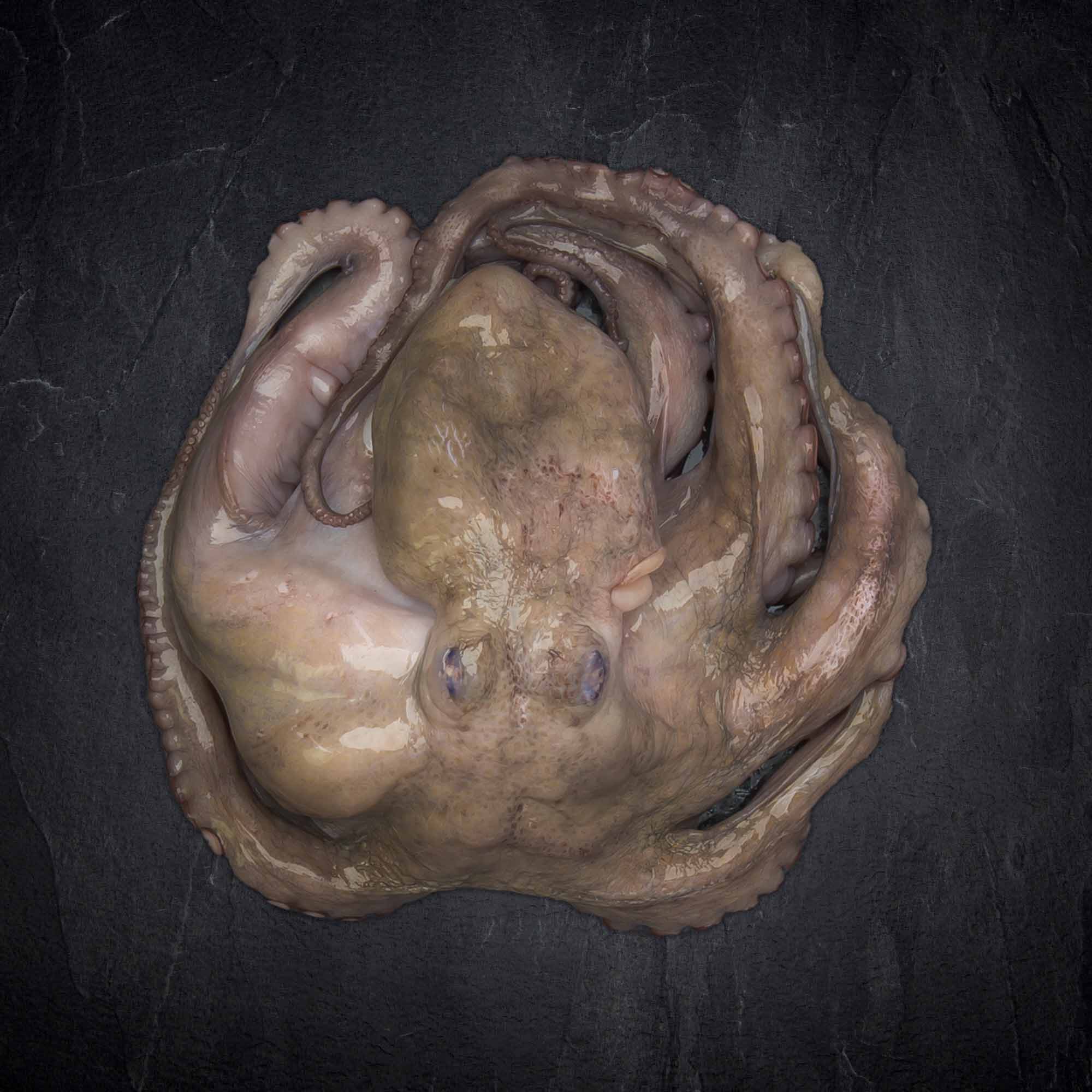 Fisch & Meeresfruechte Produktbilder Produktbild: Fisch & Meeresfruechte Produktbilder