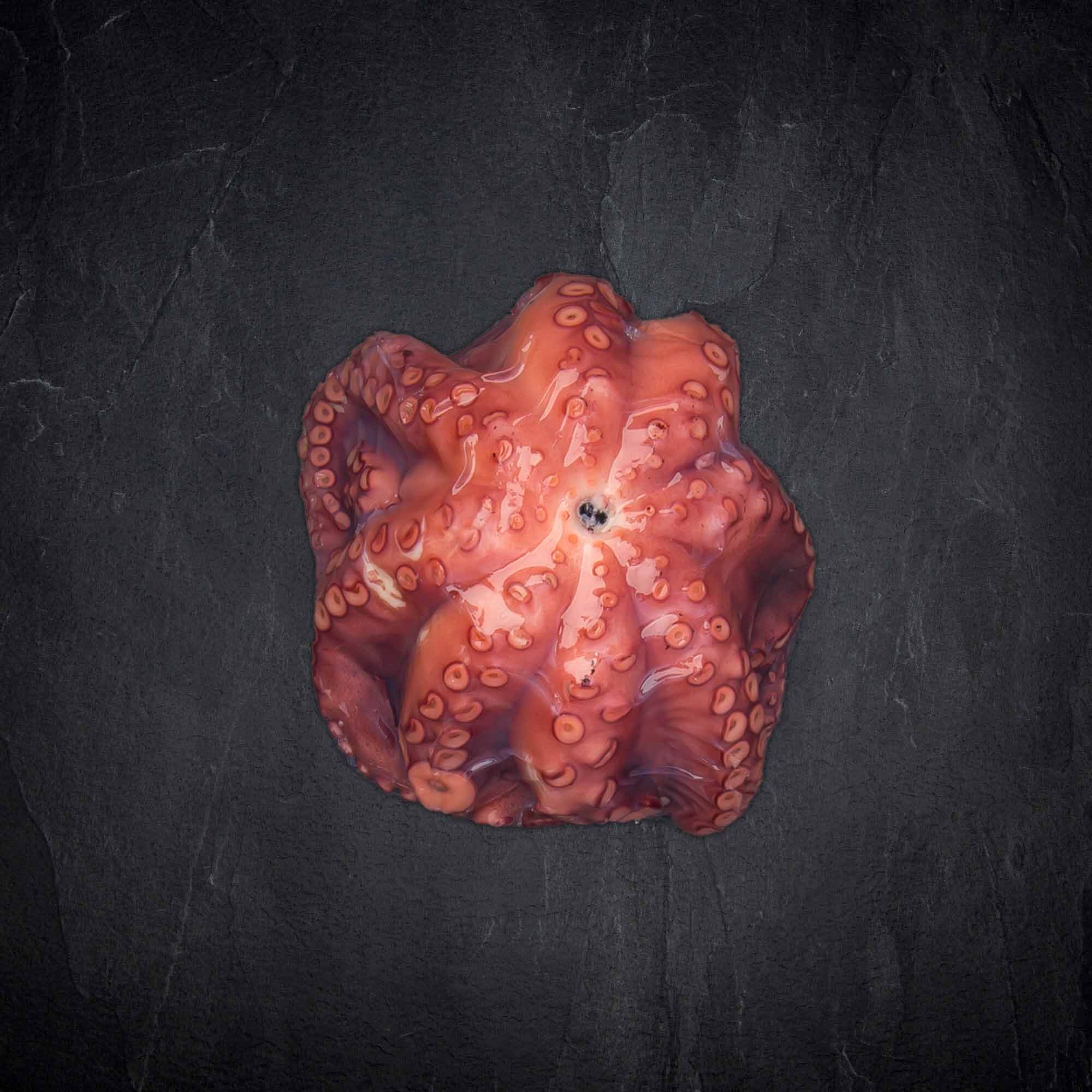 341861_Fisch_Pulpo_05-1kg_gekocht_OctopusMaya_6_B2BFP Produktbild: 341861_Fisch_Pulpo_05-1kg_gekocht_OctopusMaya