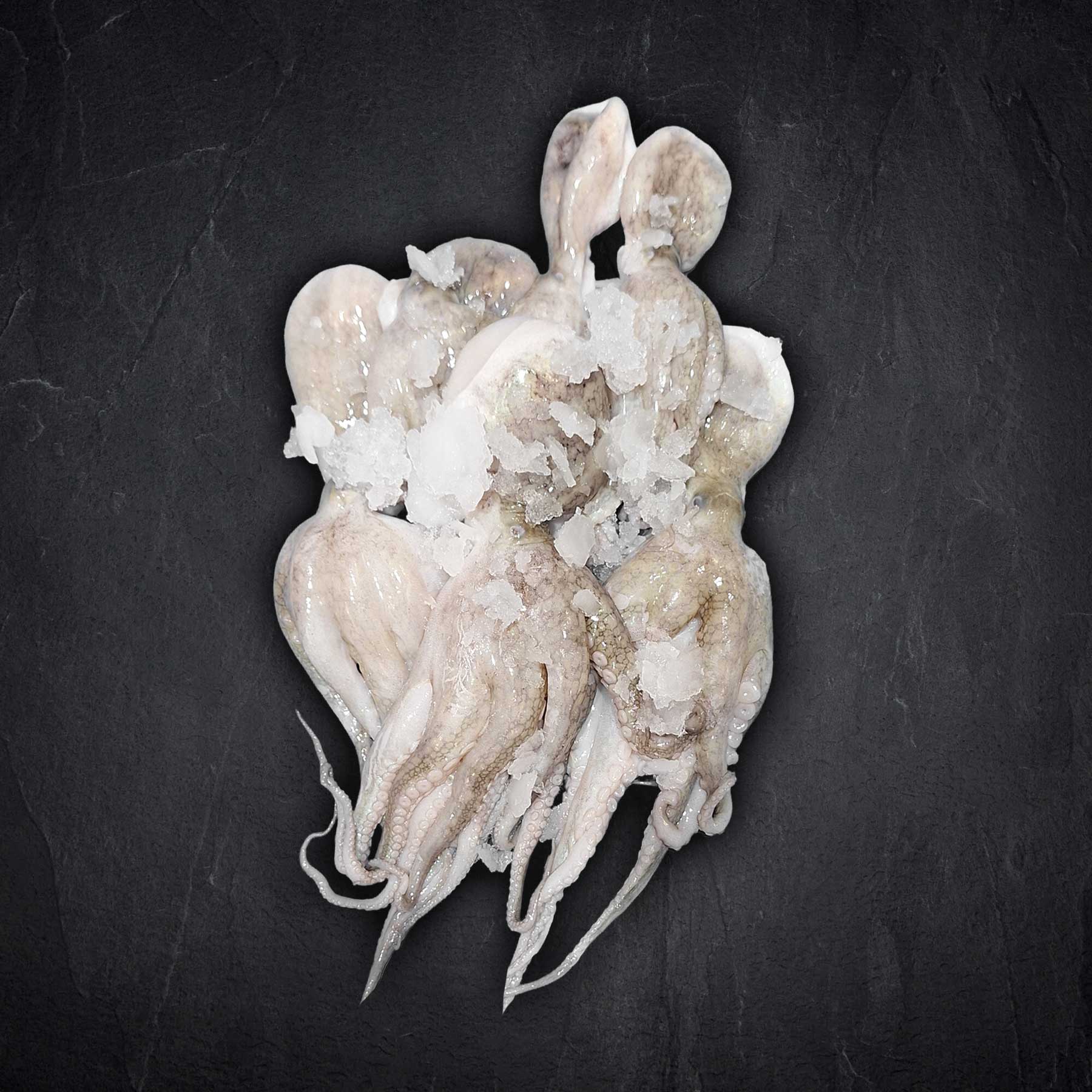 Moscardini Pulpo klein