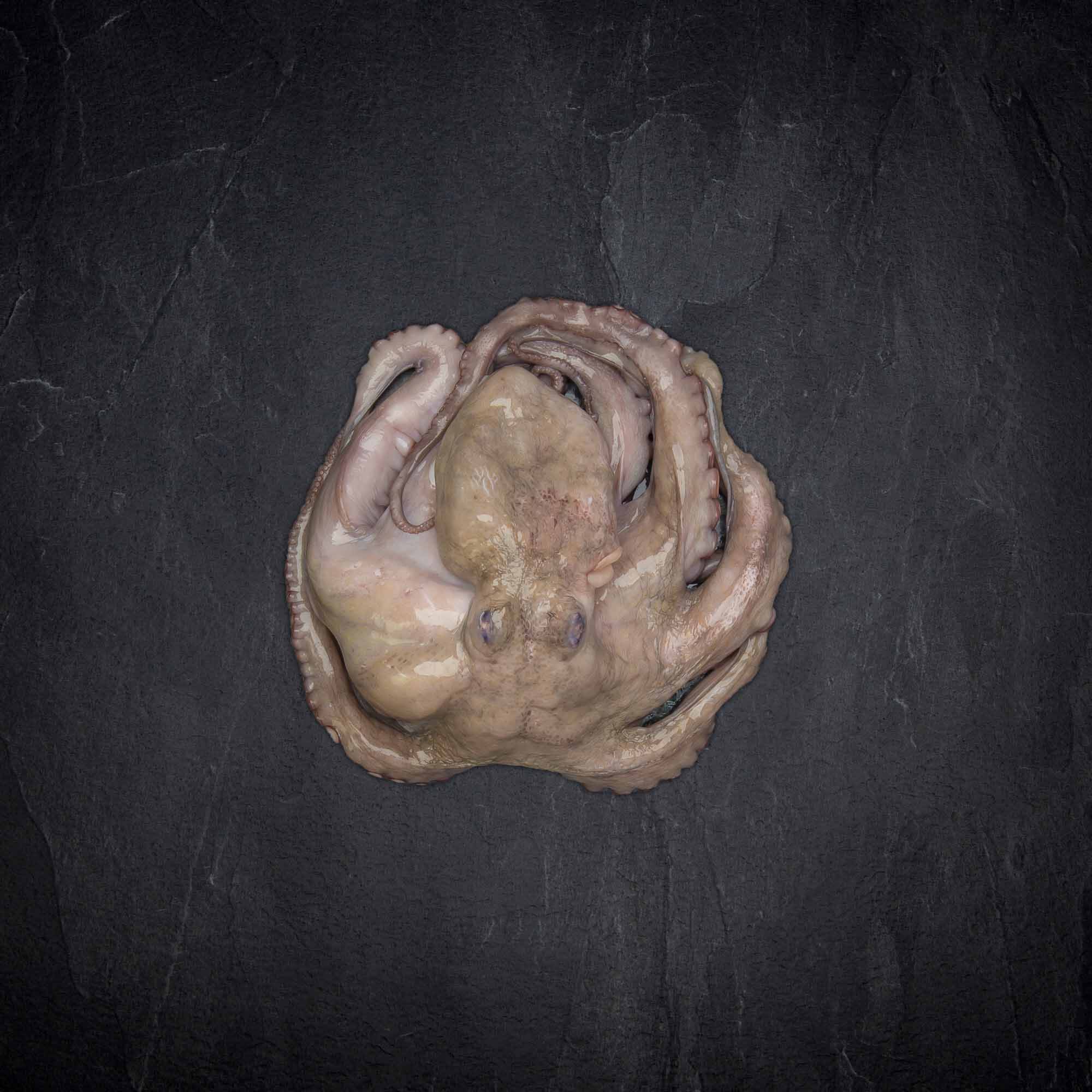 Produktbild: 138804_Fisch_Pulpo_1-1_5kg_aufgetaut_Octopus_Vulgaris