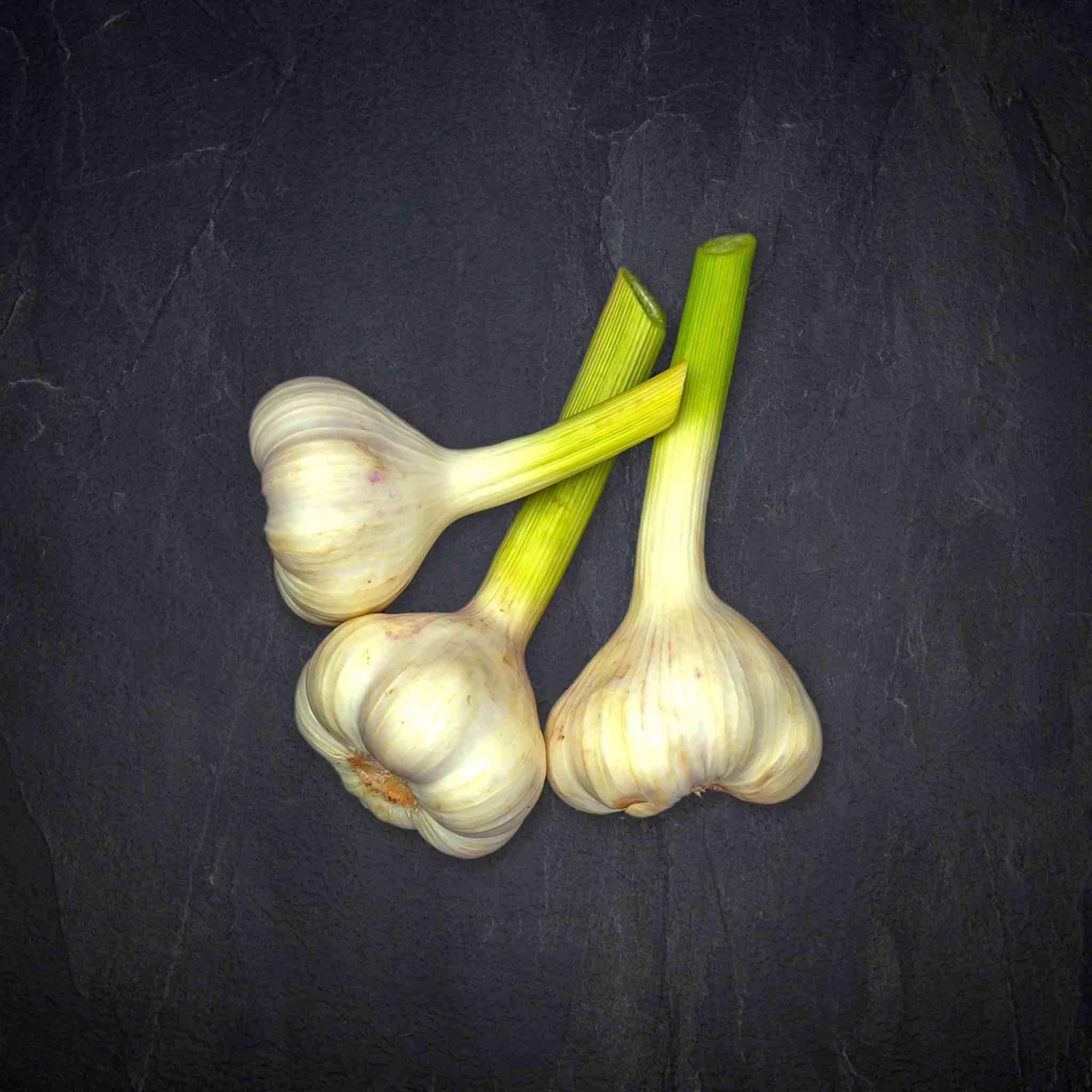 230691_knoblauch_wei_frisch