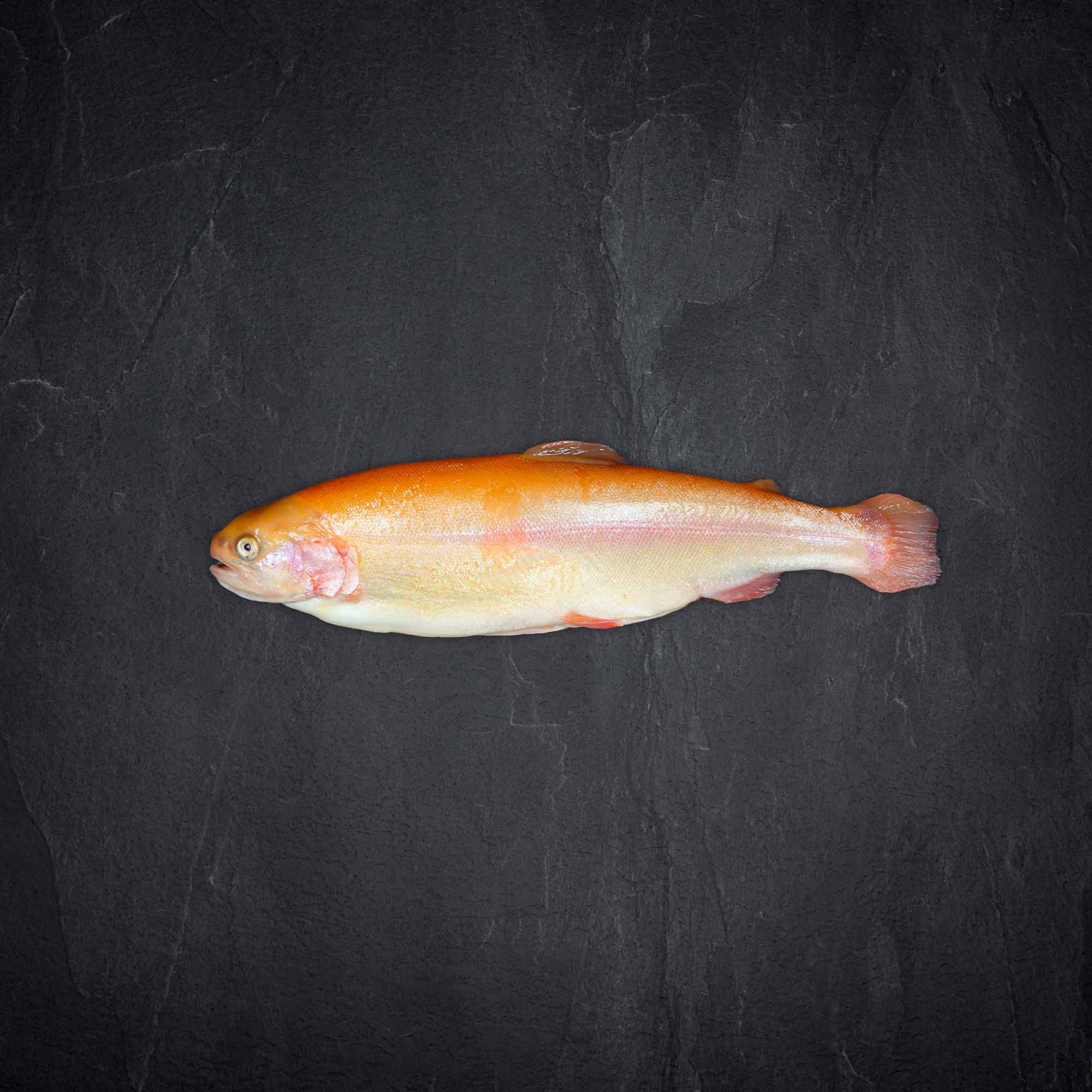 Qsfp goldforelle ausgenommen Produktbild: Qsfp goldforelle ausgenommen