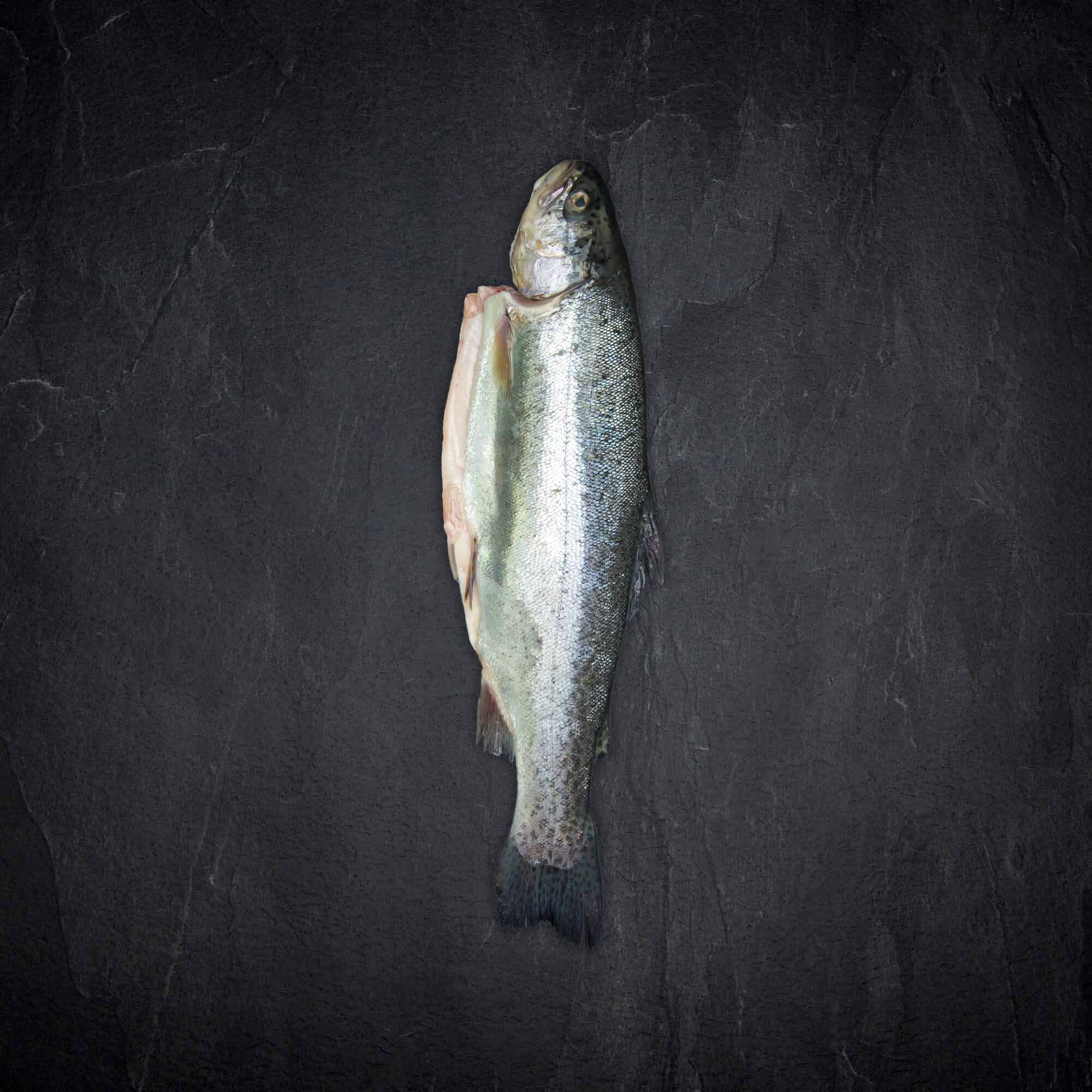 Fisch & Meeresfruechte Produktbilder Produktbild: Fisch & Meeresfruechte Produktbilder