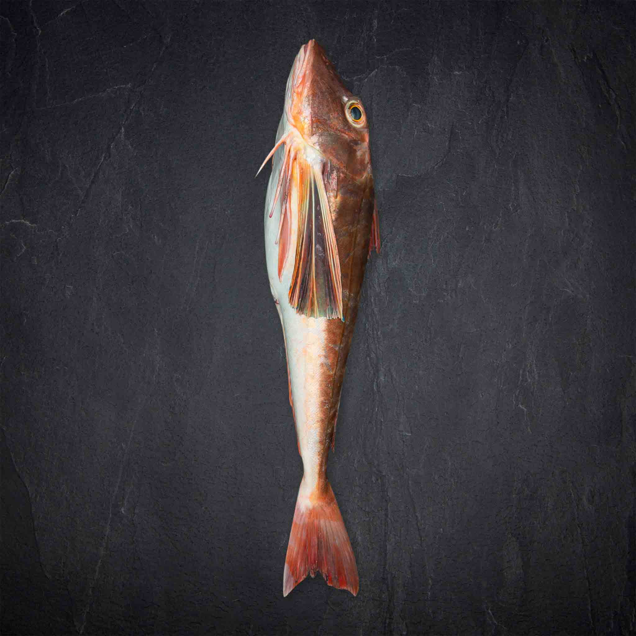 Produktbild: 765843_Fisch_QSFP_Knurrhahn_rot_400g-1kg_FR_Chelidonichthys_kumu_gefangen_Nordostatlantik