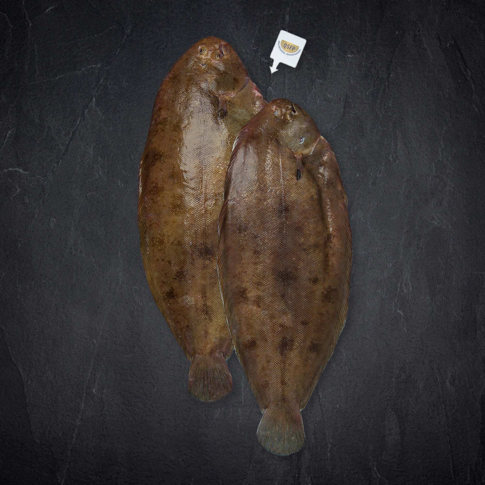 337864_qsfp_seezunge Produktbild: 337864_qsfp_seezunge