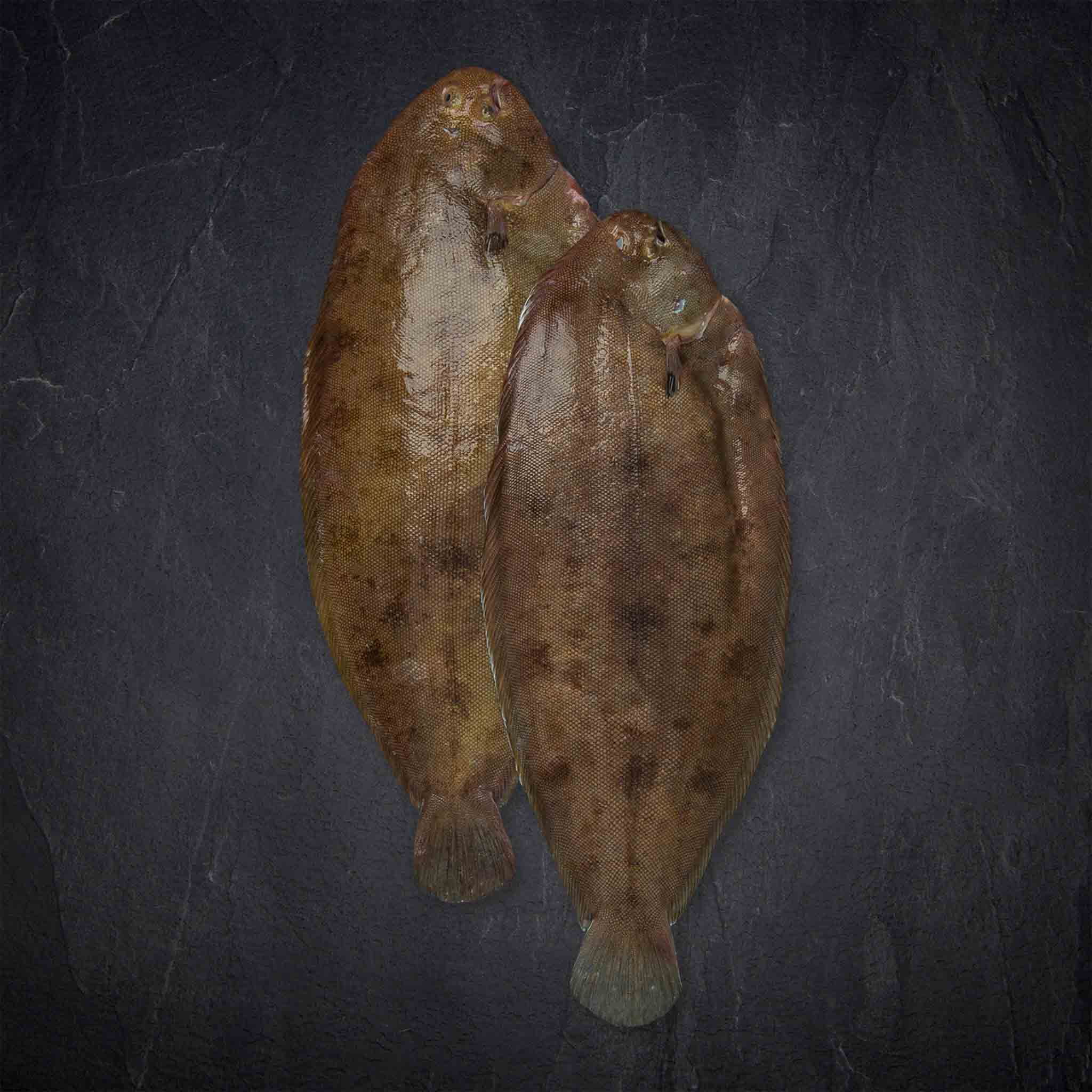 Produktbild: 175064_606260_Fisch_QSFP_Seezunge_SoleaVulgaris_gefangen_Nordostatlantik