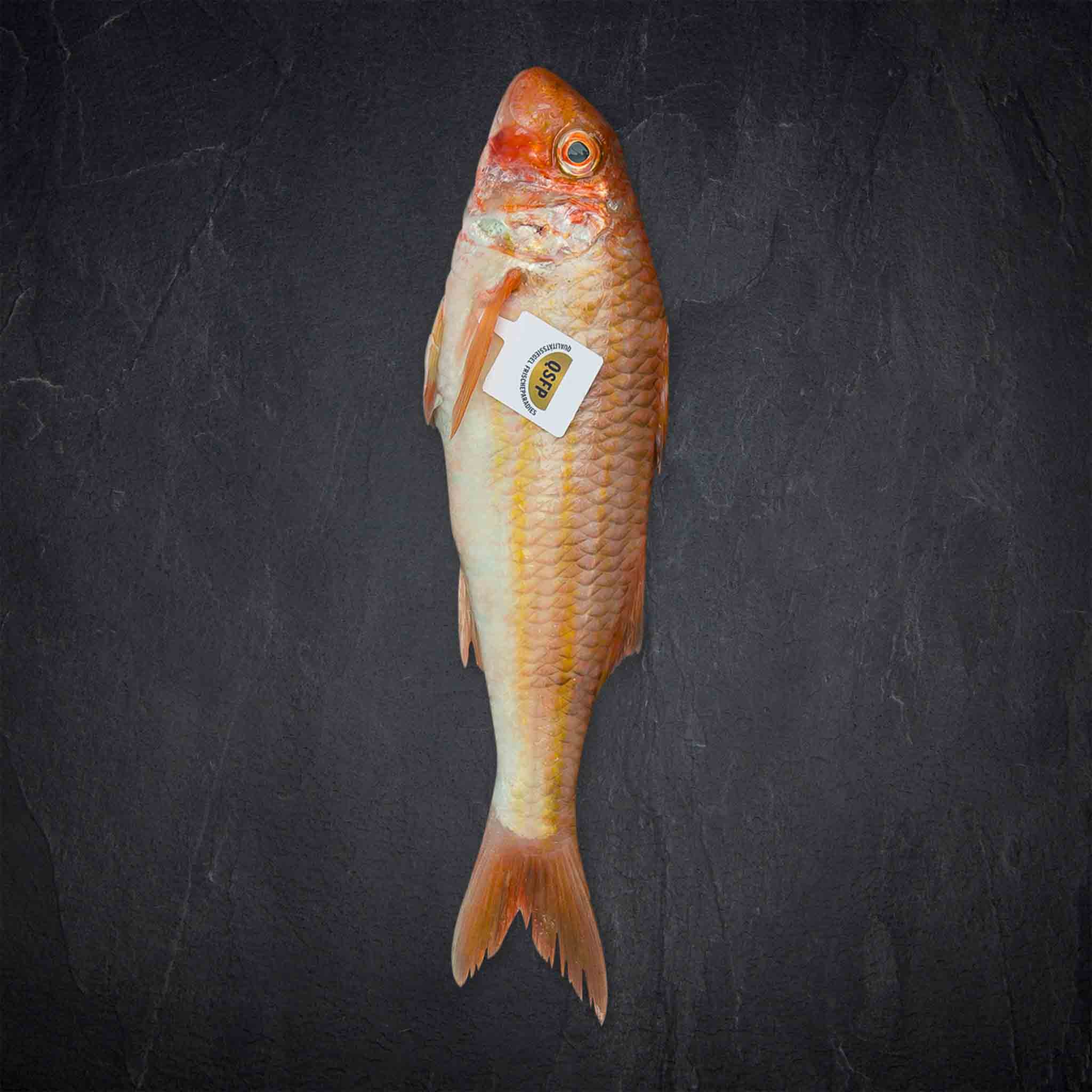 698841_Fisch_QSFP_Meerbarbe_rot_3-500g_FR_MullusSurmuletus_gefangen_Nordostatlantik__19__B2BFP Produktbild: 698841_Fisch_QSFP_Meerbarbe_rot_3-500g_FR_MullusSurmuletus_gefangen_Nordostatlantik