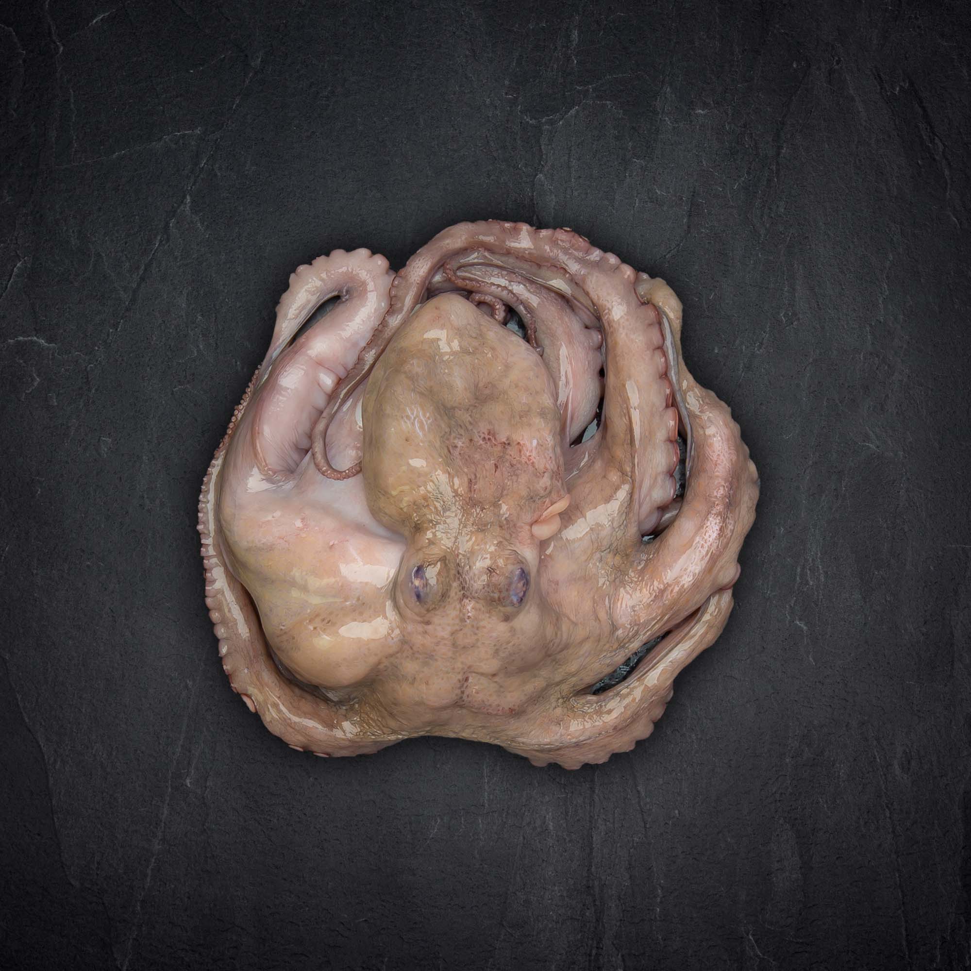 114189_pulpo_klein_300_500 Produktbild: 114189_pulpo_klein_300_500