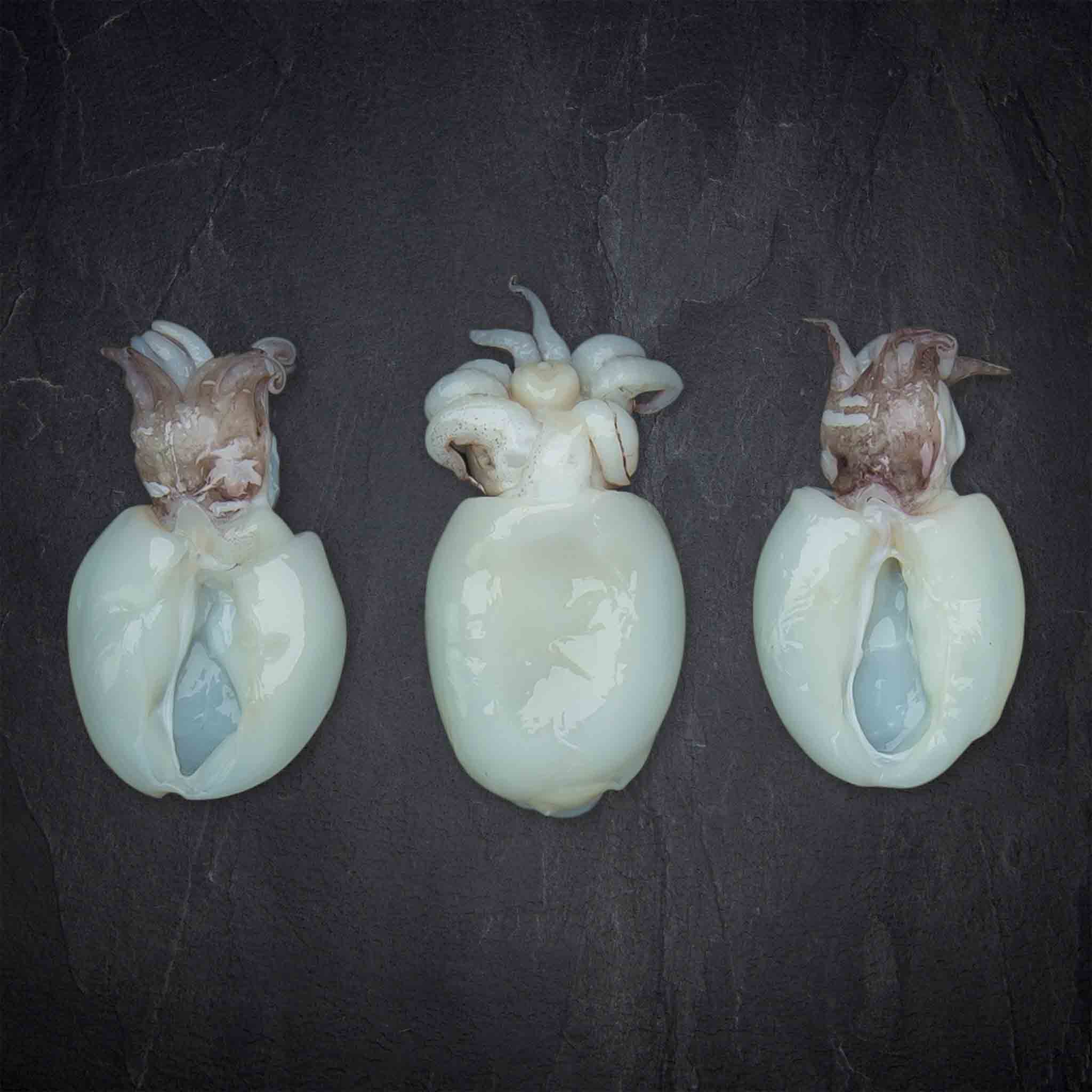 766185_Fisch_Sepiolini_IndischerOzean_8_B2BFP Produktbild: 766185_Fisch_Sepiolini_IndischerOzean