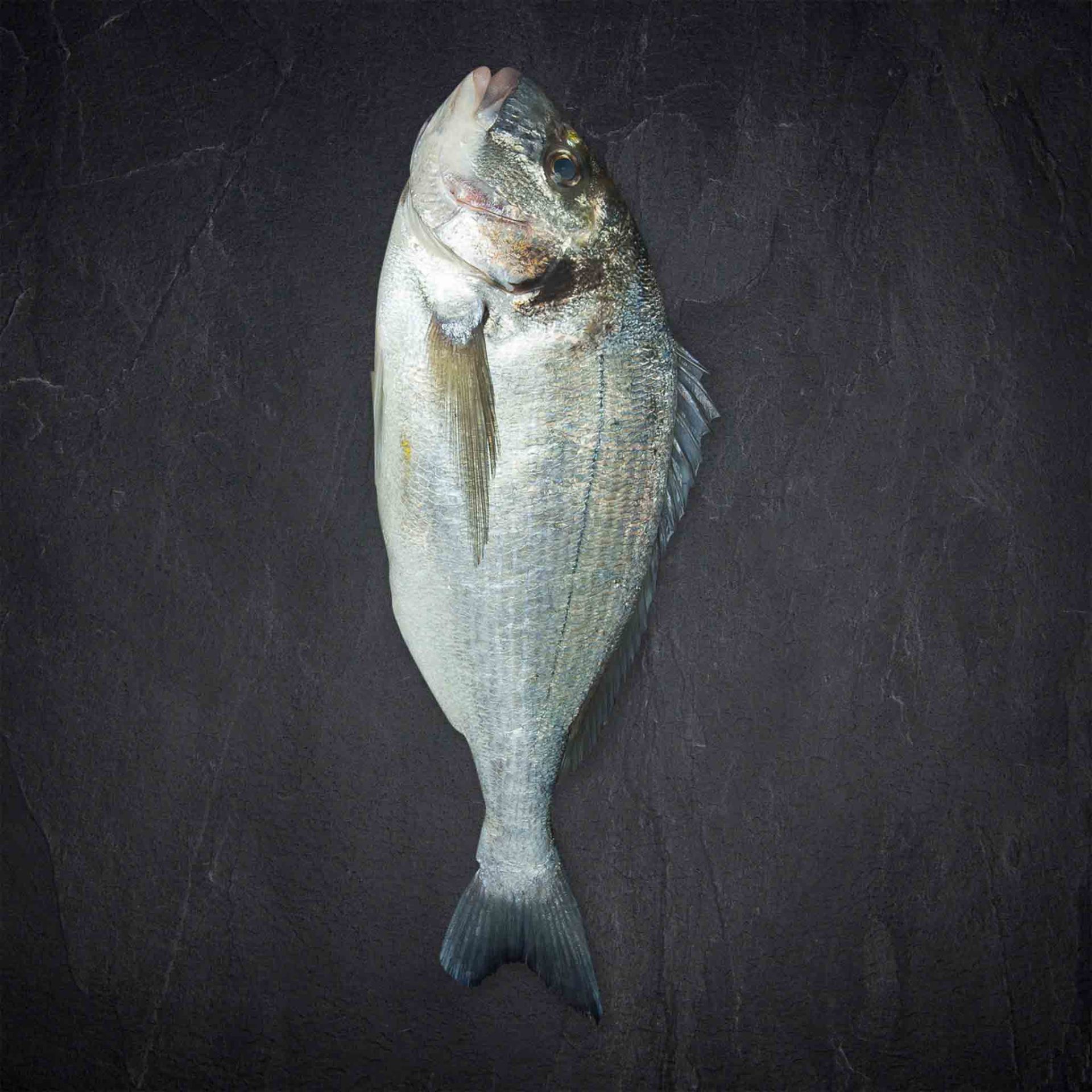 Frischer Fisch