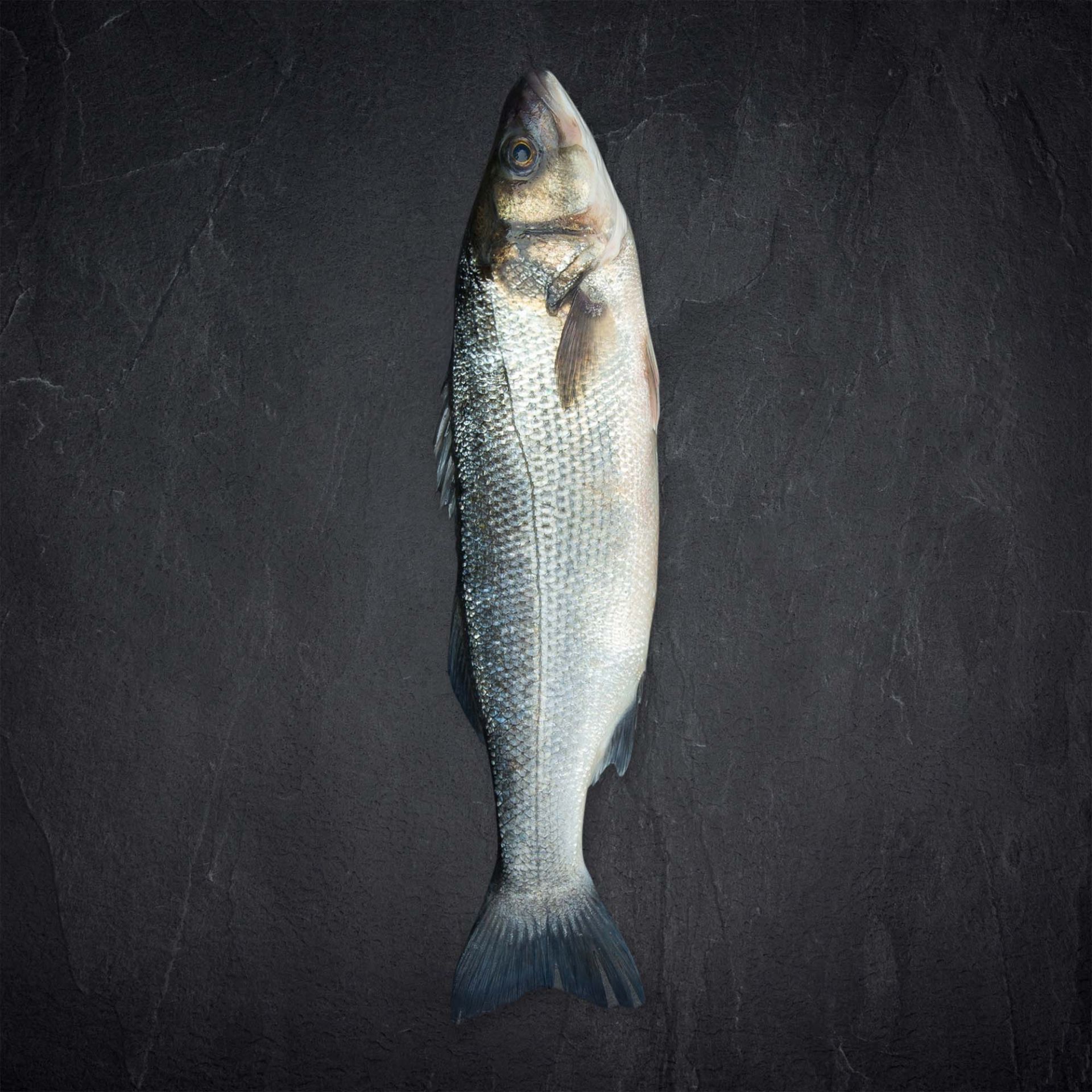 Frischer Fisch und Meeresfrüchte